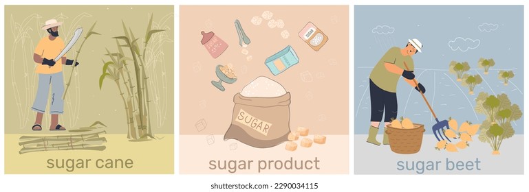 Sugar production set with three compositions of text workers gathering canes beets with ready product packages vector illustration