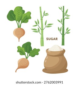 Sugar set with sugar beet roots, sugarcane stems and sugar bag, agricultural process concept, modern flat vector illustration isolated on white background.