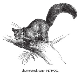 Sugar Squirrel - Petaurus Sciureus / vintage illustration from Meyers Konversations-Lexikon 1897