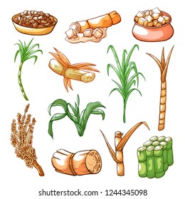 Sugar sweet cane farming and industry hand drawn set. Tropical grass, tall thick stems sugar can be got. Vector illustration on white background