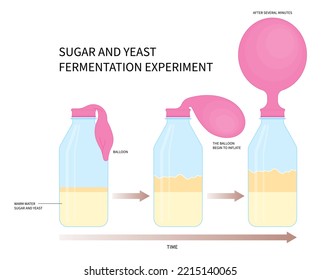 sugar yeast alcohol ferment respiratory in lab with scientist blow up balloon