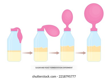 sugar yeast alcohol ferment respiratory in lab with scientist blow up balloon