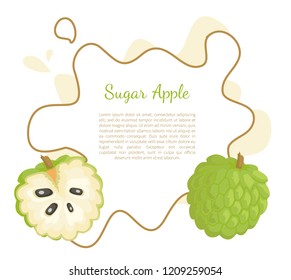 Sugar-apple, sweetsop, or custard apple, Annona squamosa, exotic juicy fruit vector poster frame and text. Tropical edible food, dieting vegetarian banner
