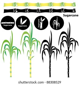 Sugarcane