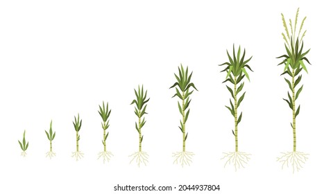 Sugarcane cultivation. Plant growing process. Sweet cane growth steps sequence. Green stem with leaves and roots. Different progress stages from small shoot to adult. Vector concept