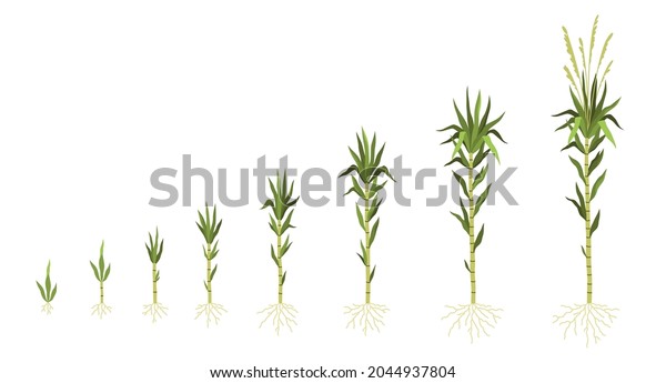 Sugarcane Cultivation Plant Growing Process Sweet Stock Vector (Royalty ...