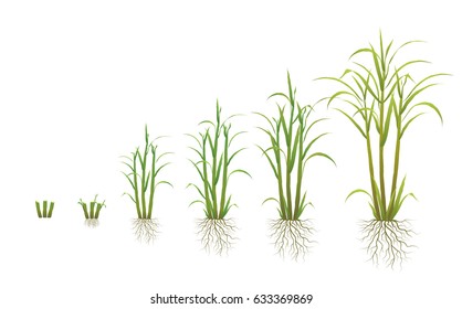 Sugarcane Evolution
