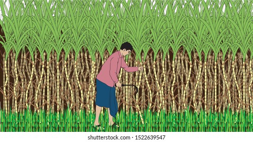 Sugarcane farming process with hands