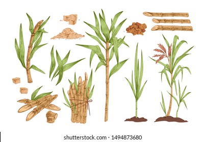 Sugarcane hand drawn vector illustrations set. Growing tree sprout with leaves and stem. Sugar cane sprigs in soil drawings pack. Food spices and flavoring harvest isolated cliparts collection.