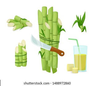 Sugarcane herb and juice. Fresh squeezed sugar cane in glass with stalks and sugar cubes. Natural organic product food and drink farm vector cartoon illustration