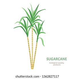 Sugarcane isolated on white background. Vector illustration of bagasse. Renewable fast growing resource. Cartoon flat simple style. Stock image.