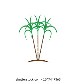 Sugarcane Logo And Symbol Vector