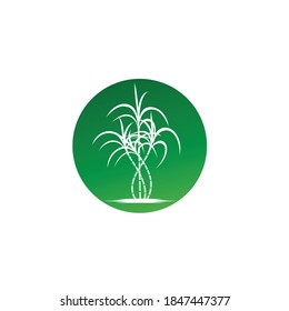 Sugarcane Logo And Symbol Vector