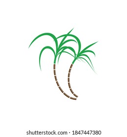 Sugarcane Logo And Symbol Vector