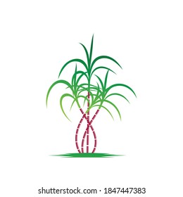 Sugarcane Logo And Symbol Vector