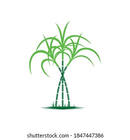 Sugarcane Logo And Symbol Vector