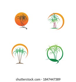 Sugarcane Logo And Symbol Vector