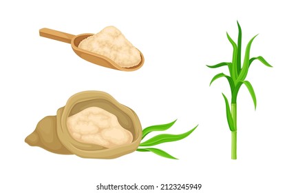 Sugarcane plant and cane sugar. Natural organic food production vector illustration