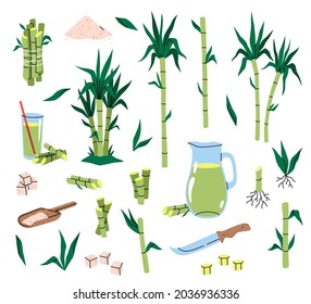 Sugarcane plant. Different parts cane, tropical green leaves and stems, plants cuttings with roots, sugar cubes and syrup, sweet juice, healthy eco product. Vector cartoon isolated set