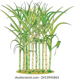 Sugarcane plant isolated vector illustration