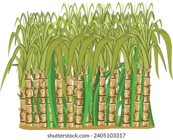 Sugarcane plants isolated on white background