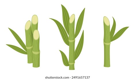 Sugarcane plants. Natural sugarcane sprouts, sugar reed stems with green leaves flat vector illustration set. Cartoon cane on white background