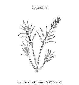 Sugarcane (Saccharum Officinarum).  Hand Drawn Botanical Vector Illustration