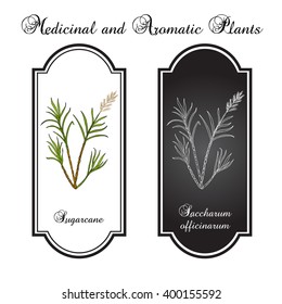 Sugarcane (Saccharum officinarum).  Hand drawn botanical vector illustration