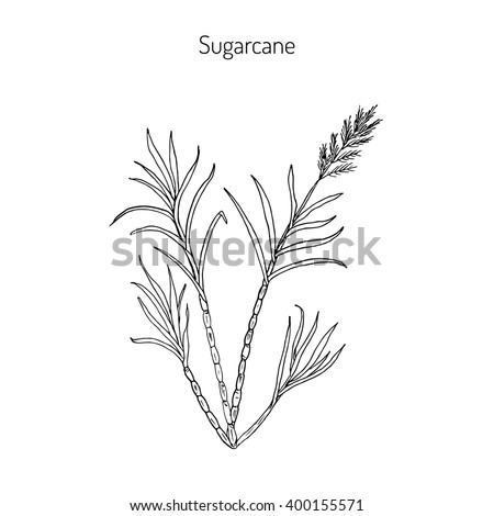 Sugarcane (Saccharum officinarum).  Hand drawn botanical vector illustration 商業照片 © 