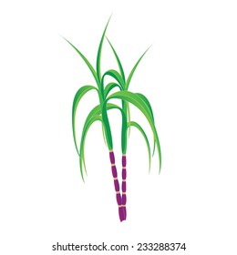 Sugar-cane (Saccharum officinarum Linn. POACEAE ) Plant of sugar cane. Vector illustration