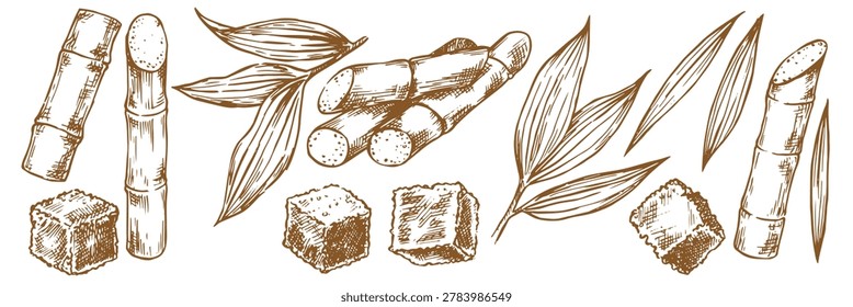 Sugarcane. A set of sketch illustrations. Cane stems and leaves, brown sugar