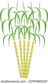 Sugarcane is a species of tall perennial grass used for the production of sugar, which is stored in the stem nodes.