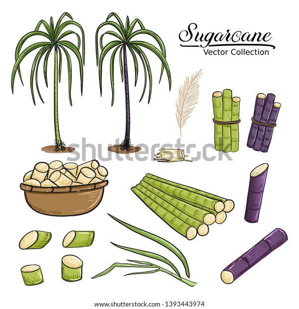 Sugarcane Stem Leave Drawing Vector Cartoon Stock Vector Royalty Free 1393443974