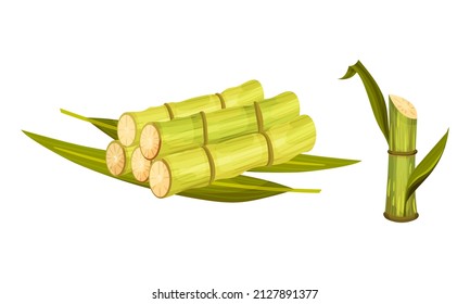 Sugarcane Stout And Fibrous Stalk Or Stem With Leaf Vector Set