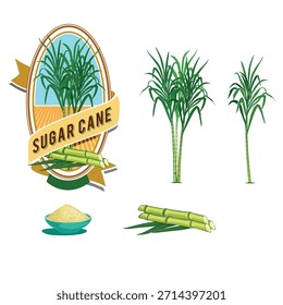 Sugarcane vector illustration, sugarcane plant image, cane sugar. Sugarcane logo, label, emblem. Cane sugar production