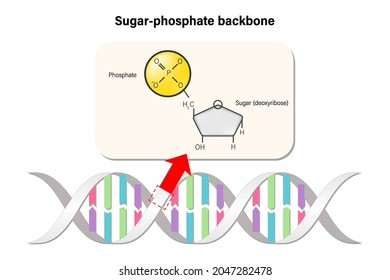 Sugar-Phosphate backbone structure. DNA double helix. Deoxyribonucleic acids. Nitrogenous base (Thymine, Adenine, Cytosine or Guanine)
