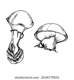 Suillus larch bolete slippery jack mushroom fungus. Single element hand drawn in vector ink. Autumn forest harvest, vegan cooking edible raw ingredient. Seasonal menu recipe cards, kitchen cookbooks