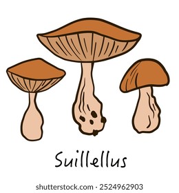 Ícone da linha Suillus. Ilustração de cogumelo vetorial isolado no fundo branco para livro, mercado, receita, menu de restaurante, design de pacote.