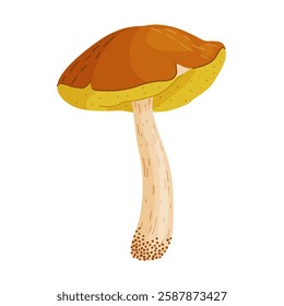 Suillus luteus, yellow mushroom. Edible forest fungus slippery jack or sticky bun. Suillus mushroom or yellow pig Hand drawn trendy flat style isolated icon. Vector illustration