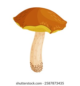 Suillus luteus, yellow mushroom. Edible forest fungus slippery jack or sticky bun. Suillus mushroom or yellow pig Hand drawn trendy flat style isolated icon. Vector illustration