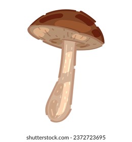 Suillus mushroom on white background