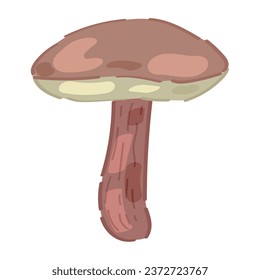 Suillus mushroom on white background