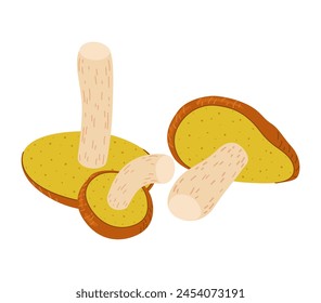 Suillus mushrooms. Edible fungus. Hand drawn trendy flat style isolated on white background. Autumn forest harvest, healthy organic food, vegetarian food. Vector illustration