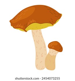 Suillus mushrooms. Edible fungus. Hand drawn trendy flat style isolated on white background. Autumn forest harvest, healthy organic food, vegetarian food. Vector illustration