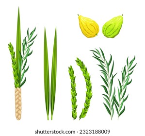 Sukkot holiday set elements. Traditional Jewish religious symbols is etrog, lulav, hadas, arava. Design elements for Feast of Tabernacles or Festival of Ingathering isolated on white background