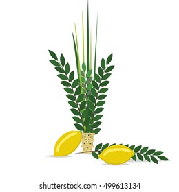 Sukkot Jewish holiday. Jewish torah with Lulav date palm, Etrog citron, Arava willow and Hadas myrtle Jewish festival Sukkot species lulav. Palm branch, willow and myrtle leaves, etrog.