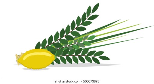 Sukkot Jewish holiday. Jewish torah with Lulav date palm, Etrog citron, Arava willow and Hadas myrtle Jewish festival Sukkot species lulav. Palm branch, willow and myrtle leaves, etrog.
