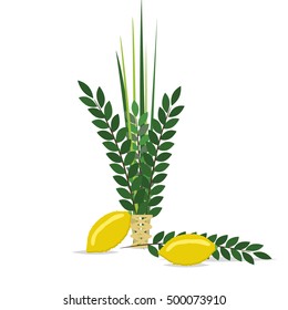 Sukkot Jewish holiday. Jewish torah with Lulav date palm, Etrog citron, Arava willow and Hadas myrtle Jewish festival Sukkot species lulav. Palm branch, willow and myrtle leaves, etrog.