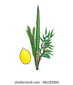 Sukkot. Jewish traditional four species for Jewish Holiday Sukkot. Vector. Happy Sukkot background. Jewish traditional four species lulav, etrog for Jewish Holiday Succot. Sukkah. Rosh Hashana. Paint