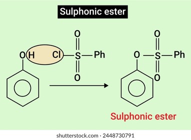 The sulfonic acids are among the most important of the organosulfur compounds